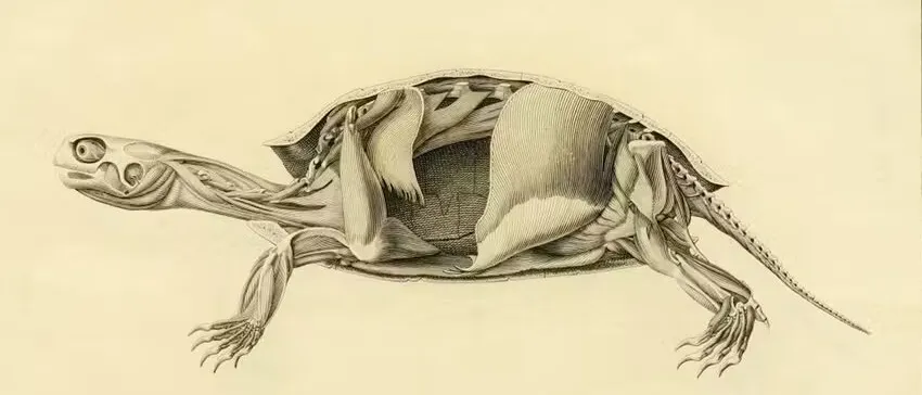 Engraving of a turtle with its shell partly cut away to show muscles and skeleton, in sepia on cream paper